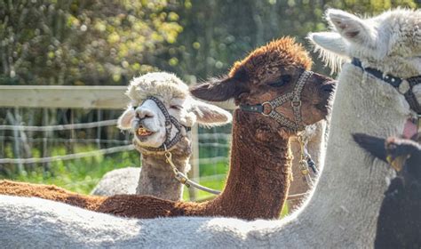 g tur med alpaca kbenhavn|Gå tur med en alpaca hos Alpacapark